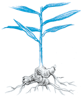 ジンジャー｜エッセンシャルオイル(アロマオイル)事典